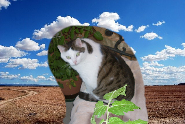 Böbeli
